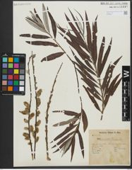 Foto von Salix viminalis L.